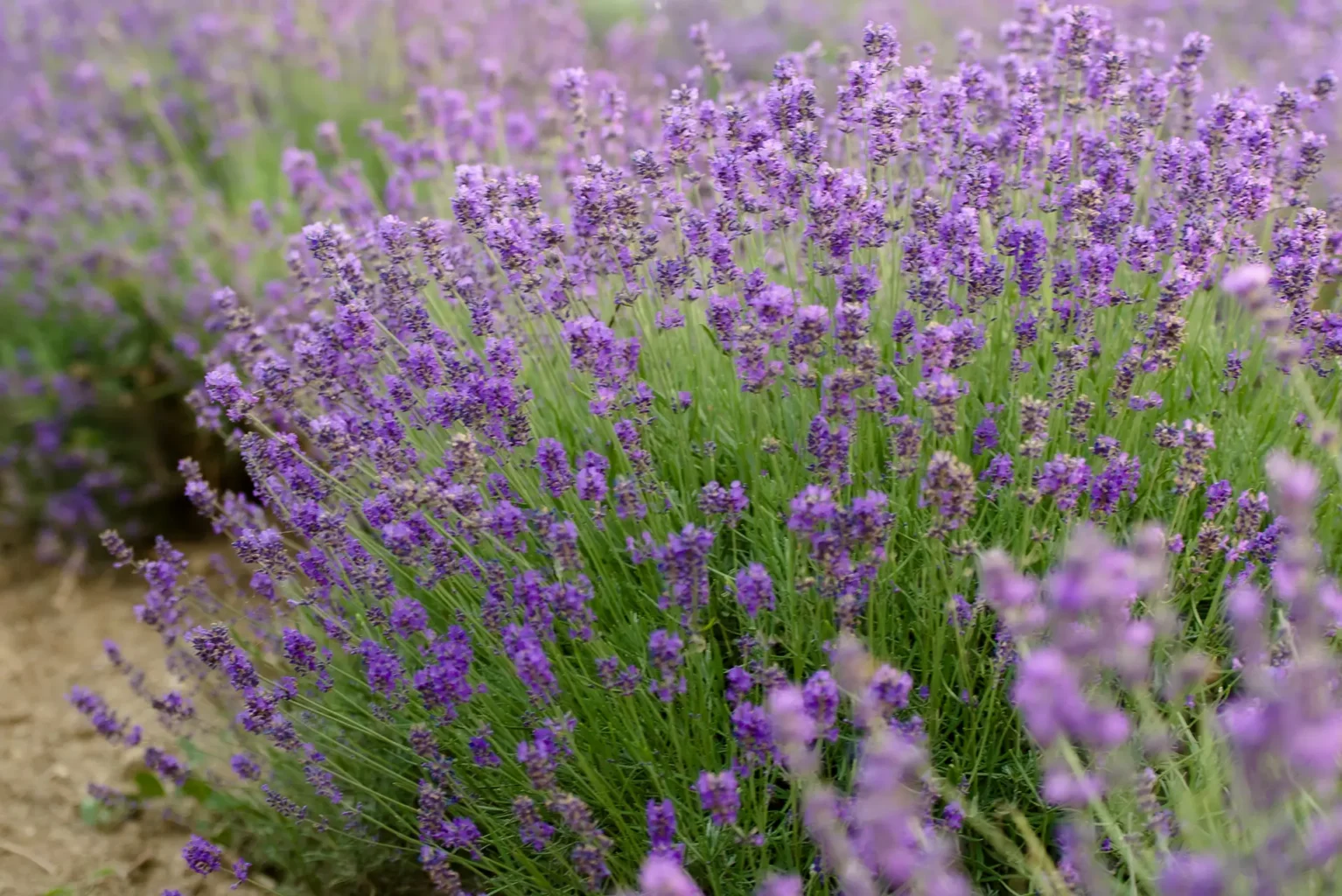 Családi fotózás Balaton (Tihany) - Family Photoshoot at Lake Balaton